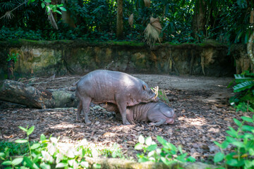 シンガポールの観光名所を旅行する風景 Scenes from a trip to Singapore's tourist...