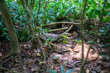 シンガポールの観光名所を旅行する風景 Scenes from a trip to Singapore's tourist attractions 