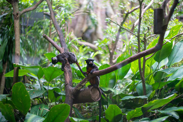 シンガポールの観光名所を旅行する風景 Scenes from a trip to Singapore's tourist attractions 