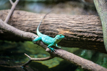 シンガポールの観光名所を旅行する風景 Scenes from a trip to Singapore's tourist attractions 