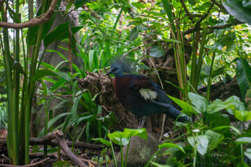 シンガポールの観光名所を旅行する風景 Scenes from a trip to Singapore's tourist attractions 