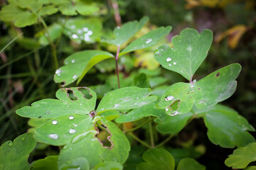 Tau auf gr&uuml;nen Bl&auml;ttern