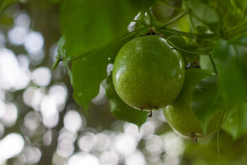 Branches of passion fruit and leaves On a blurred green background. Close up of passion fruit on the vine, selective focus.