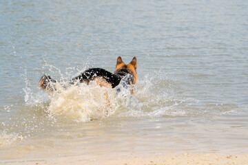 Young happy German Shepherd, playing in the water. The dog splashes and jumps happily in the lake