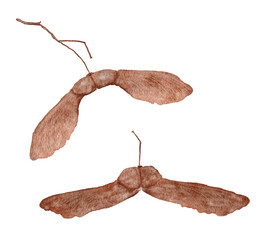 Watercolor illustration of maple seeds. Detailed high resolution illustration isolated on white background.