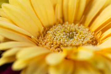 Yellow gerbera flower close up.