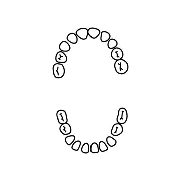 Human primary teeth. Dental scheme, outline, anatomical, hand drawn illustration on white background. Top view. Vector Stock illustration.