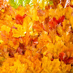 Naklejka na ściany i meble Colorful wet fall leaves as background. Autumn composition, rainy day. Maple leaves texture. Flat lay, top view.
