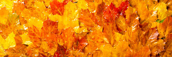 Naklejka na ściany i meble Colorful wet fall leaves as background. Autumn banner. Maple leaves texture. Flat lay, top view.