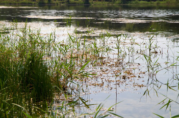 Swampy shore of a pond with reeds.