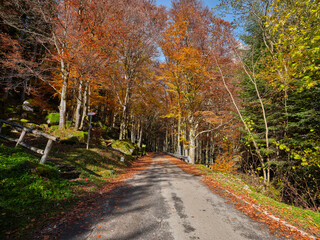 Autumn colours in the forests of Valtellina, Italy.
Reflection of autumn foliage in the forests of the Val Masino mountains in Lombardy region, Italy