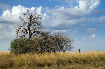 Dried up tree and yellow grass against the background of cloudy sky.