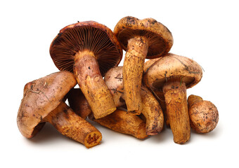 boletus mushrooms on white background