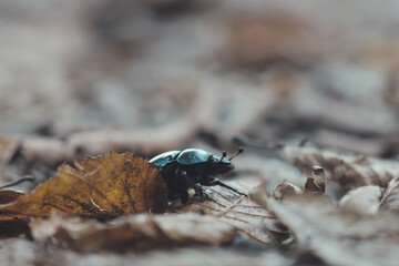 Käfer auf einem Blatt 