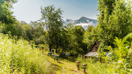 Apiary of bees in protected area of foothills, in the forest background of alpine mountains....