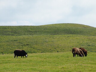ハワイ島に広がる牧草地と数頭の牛