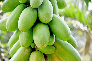 Papaya fruit growth on the tree