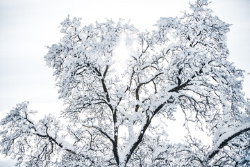 Beautiful broadleaf tree with snow and ice, sunshine on white sky