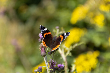 Admiral auf einer Brennnessel, Nahaufnahme