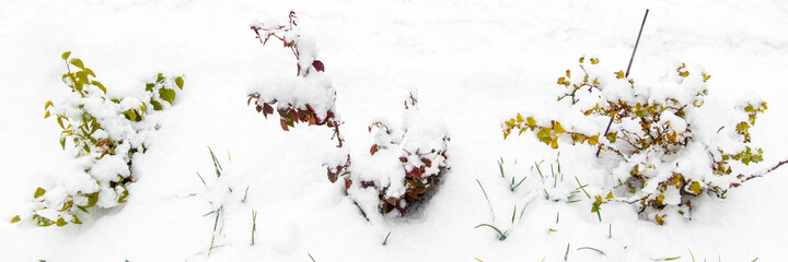 Winter season in the garden, plants are perennial, panorama