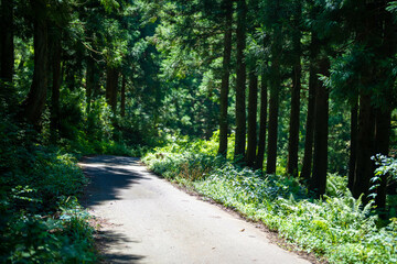 富山県富山市の猿倉山、御前山、小佐波御前山を登山する風景 Scenery of climbing Sarukura Mountain, Gozen Mountain, and Ozanami Gozen Mountain in Toyama City, Toyama Prefecture. 