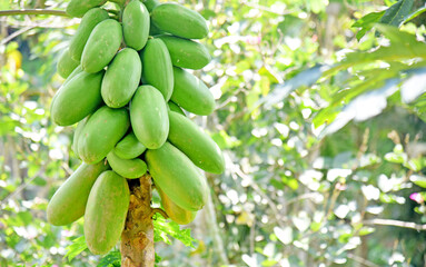 Papaya fruit growth on the tree