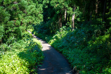 富山県富山市の猿倉山、御前山、小佐波御前山を登山する風景 Scenery of climbing Sarukura Mountain, Gozen Mountain, and Ozanami Gozen Mountain in Toyama City, Toyama Prefecture. 