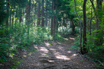 Obraz premium 富山県富山市の猿倉山、御前山、小佐波御前山を登山する風景 Scenery of climbing Sarukura Mountain, Gozen Mountain, and Ozanami Gozen Mountain in Toyama City, Toyama Prefecture. 