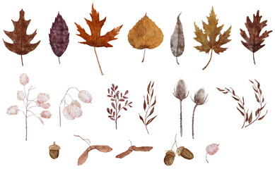 Watercolor autumn leaves collection. Set of fall leaves in pastel colors. Oak, maple, birch and willow leaves, acorn, maple seeds, lunaria, thistle. Detailed illustration isolated on white background.