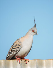 Crested pigeon perched on a metal fence against a blue sky during golden hour, in Adelaide, South...