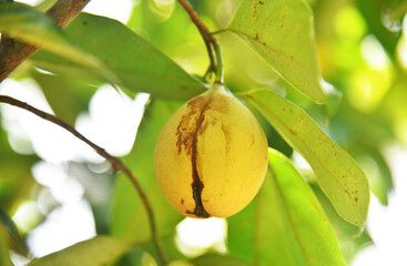 Nutmeg or muscat nuts growth on the tree under a sunny day