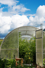 Fototapeta premium Greenhouse with vegetables in autumn. Closing the growing season in the greenhouse.