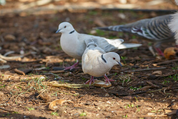 Eurasian collared dove eating from the ground in Adelaide, South Australia
