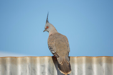 Crested pigeon perched on a metal fence against a blue sky during golden hour, in Adelaide, South...