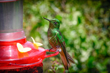 colibrì, uccelli, natura, animale, fauna, che vola, piccolo, canticchiare, becca, appollaiarsi,...