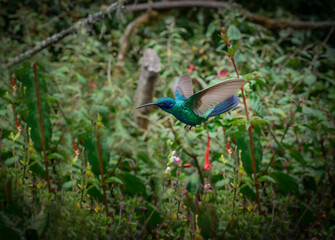 COLIBRì