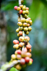 Coffee beans growth on the tree under sunny day