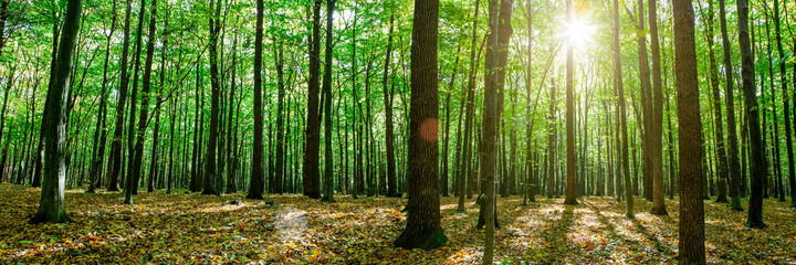 Fototapeta na wymiar autumn forest trees. nature green wood sunlight backgrounds.