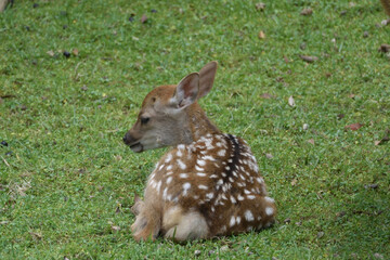Naklejka na ściany i meble Fawn is lying on the ground of lawn and waiting its mother.