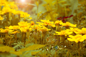 Floral background. Yellow flowers in sunbeams in autumn.