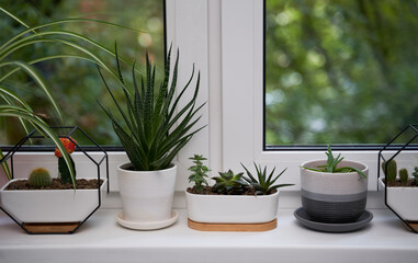 Home green plants on the window sill