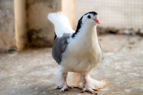 closeup photos with detail and beautiful pose of fancy pigeons, Fancy pigeon refers to any breed of domestic pigeon, which is a domesticated form of the wild rock dove.