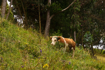 ecuador