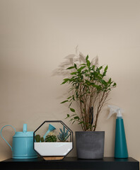 Watering can, sprayer and houseplants on the shelf