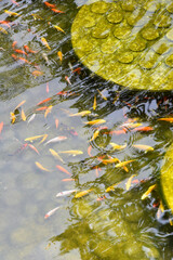 Fish pond with many small Koi fish and one lotus plant