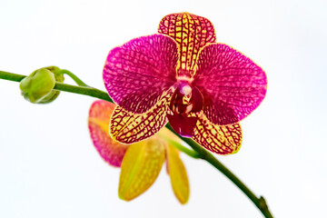 orchidea
