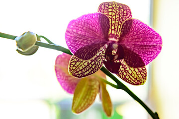 orchidea © tommypiconefotografo