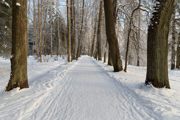 Winter pedestrian road among the spruce park with snowdrifts on the side of the road