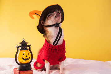 Little dog in clothes and glasses posing for Halloween. Smooth purebred chihuahua in clothes on a yellow background