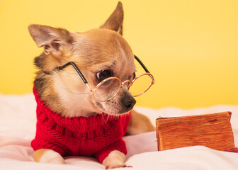 Small dog with glasses and a red sweater on a yellow background. Smooth-haired purebred Chihuahua in clothes posing.